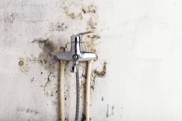 Best Emergency Mold Removal  in South Deerfield, MA