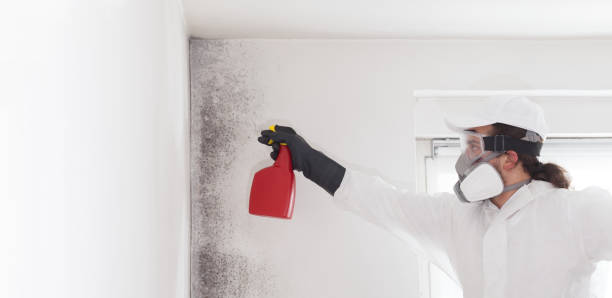 Best Mold Testing  in South Deerfield, MA