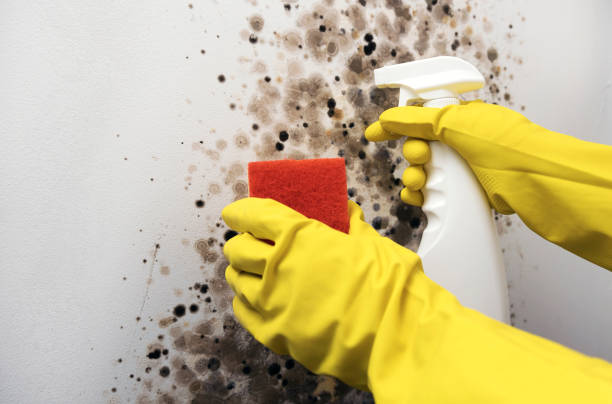 Best Same-Day Mold Removal  in South Deerfield, MA
