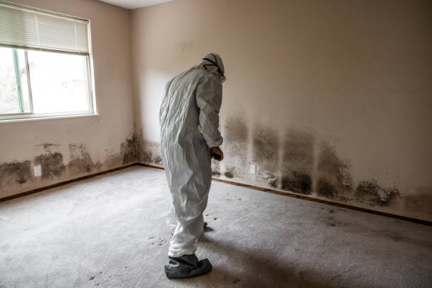 Mold Testing and Removal in South Deerfield, MA