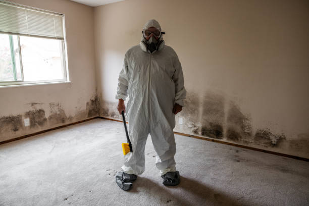 Best Commercial Mold Removal  in South Deerfield, MA