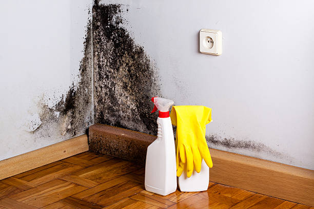 Best Affordable Mold Removal  in South Deerfield, MA