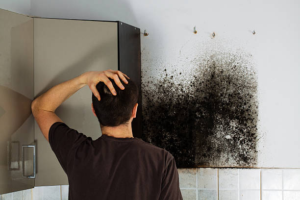 Best Mold Removal Near Me  in South Deerfield, MA