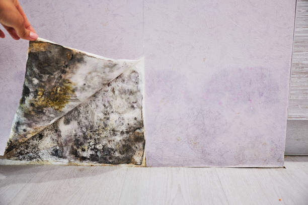 Best Mold Damage Repair  in South Deerfield, MA